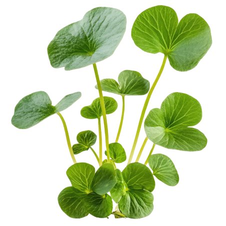 Centella asiática planta