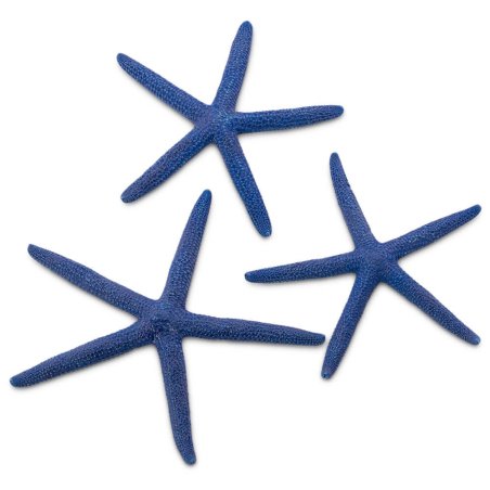 estrella de mar azul albina de color azul
