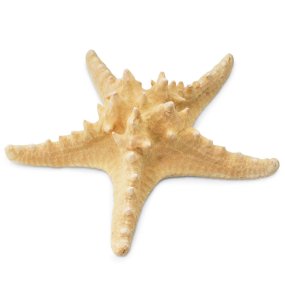 Estrela do mar horn 20-22 cm