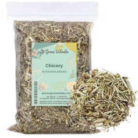 Chicória planta
