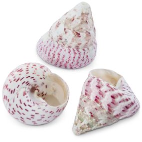 Búzios Troca Strawberry vermelhos 3,5-5 CM