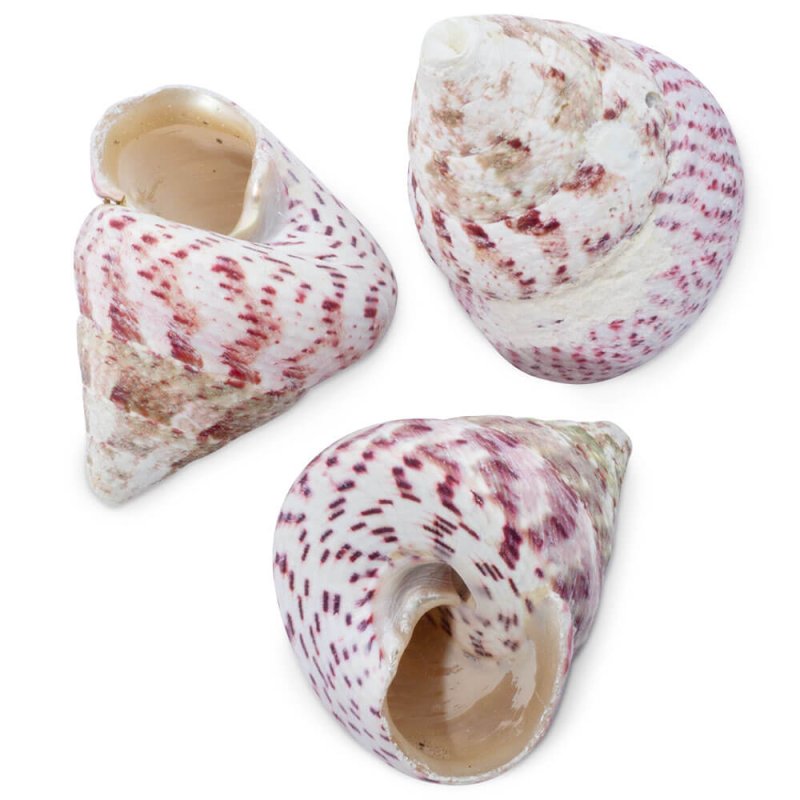 Caracolas troca strawberry rojo