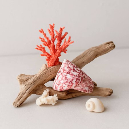 Caracolas troca strawberry rojo para decorar