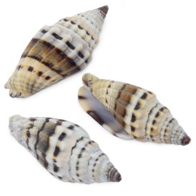 Búzios Mitra rugosa