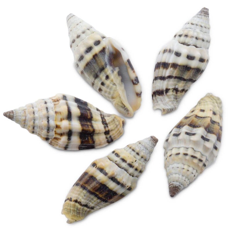 Grupo de caracolas mitra rugosa para decorar