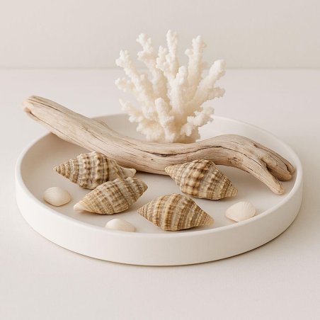 Caracolas mitra rugosa para hacer centros de mesa