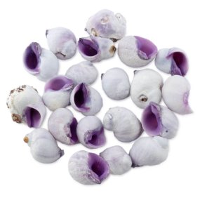 Caracolas cebu beauty Caracolas cebu beauty