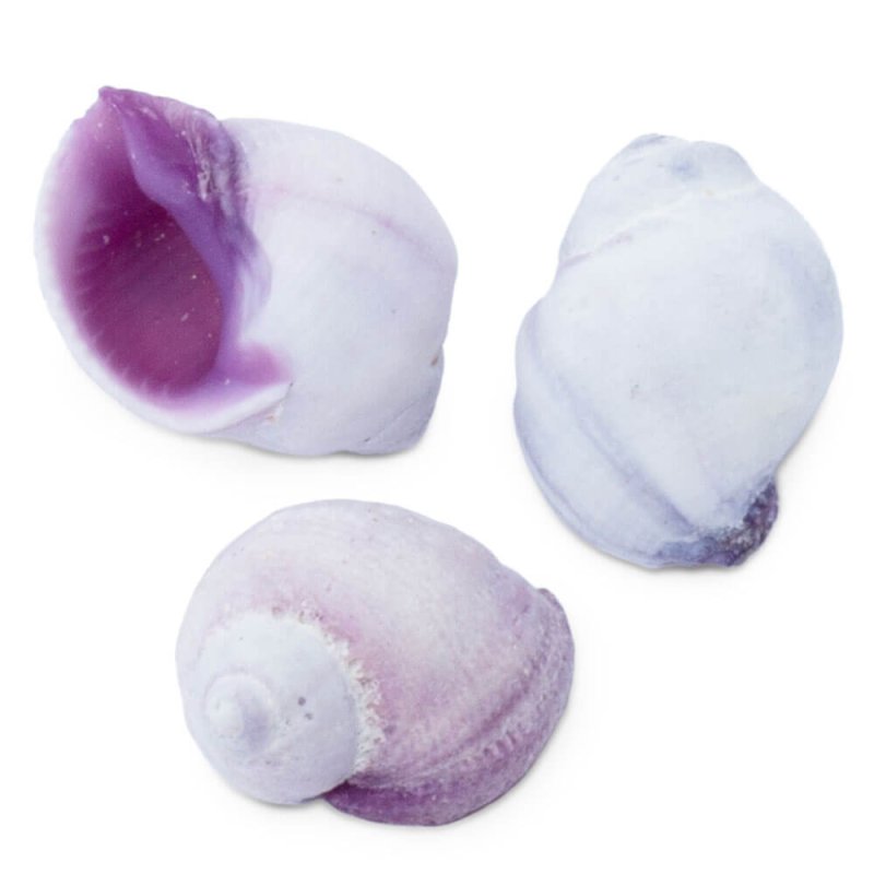 Caracolas cebu beauty para decorar