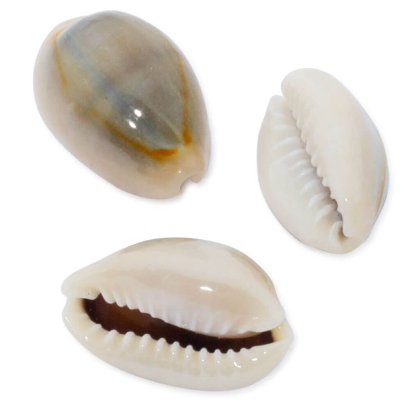 Caracolas mini cypraea annulus zoom