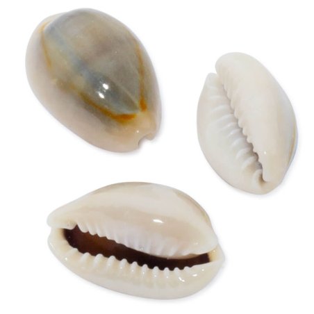 Caracolas mini cypraea annulus zoom