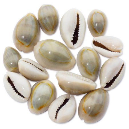 caracolas mini cypraea annulus