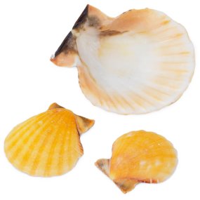 Conchas Pecten vexillium laranja 4-5 cm