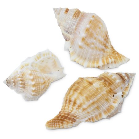 Caracolas bursa rana