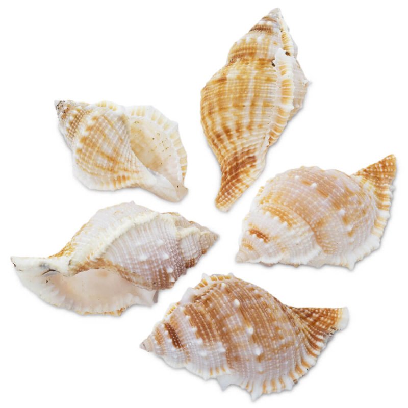 Grupo caracolas bursa rana