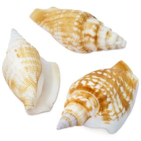Conchas Strombus vitatus