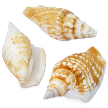 Caracolas strombus vitatus