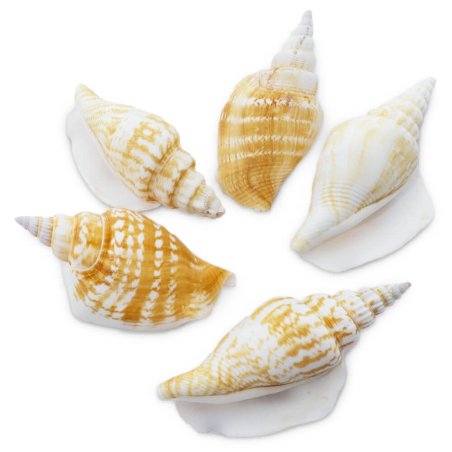 Grupo de caracolas strombus vitatus