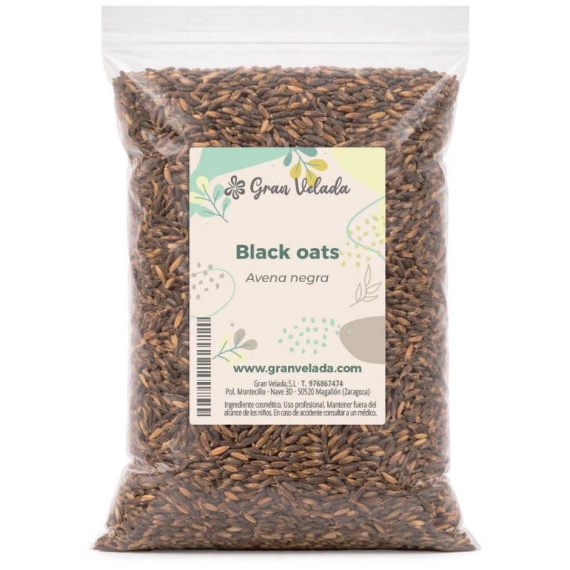 avena negra planta seca