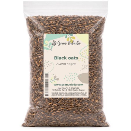avena negra planta seca