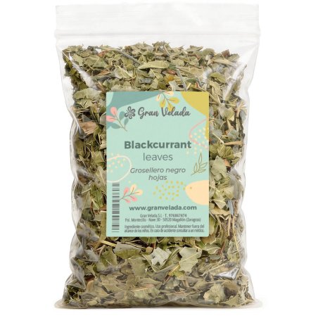 Grosellero negro en hojas