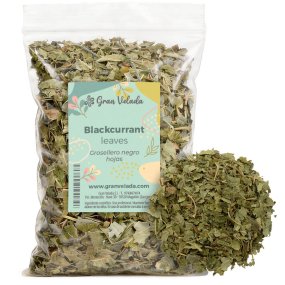 Folhas de groselheiro-negro