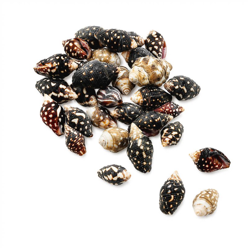 Caracolas de mar