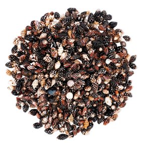 Coquillages nassa columbella 1 kg