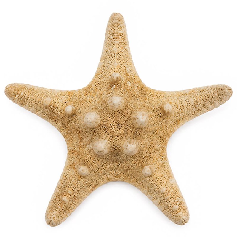 Estrella de mar horn 5-6 cm