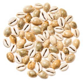 Coquillages cauri cypraea moneta 1 kg