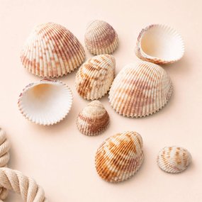 Conchas do mar trachycardium elongatum 1 kg