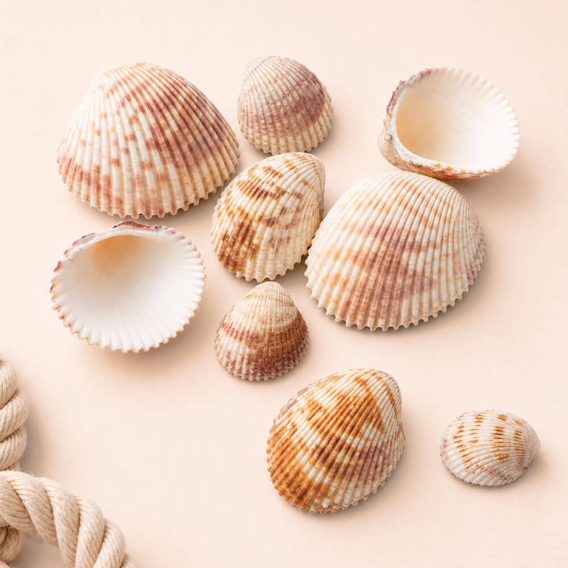 Conchas de mar trachycardium elongatum 1 kg