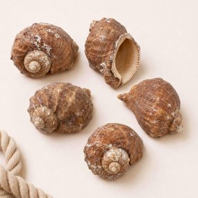 Coquillage de mer rapana rapiformis 1 kg