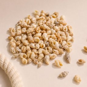 Caracolas a granel, nassodonta dorri 1 kg