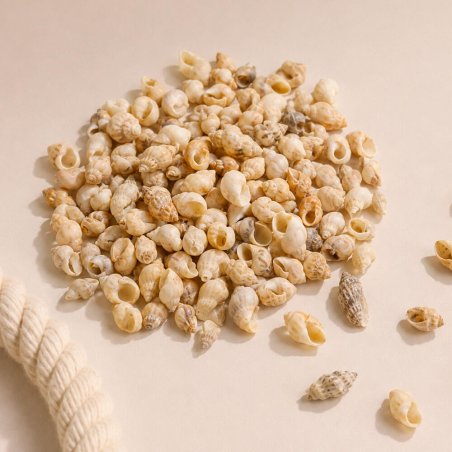 Caracolas de mar nassodonta dorri 1 kg
