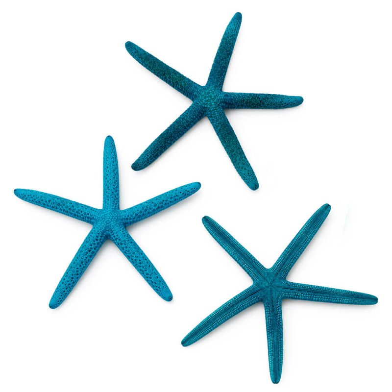 Estrella de mar azul