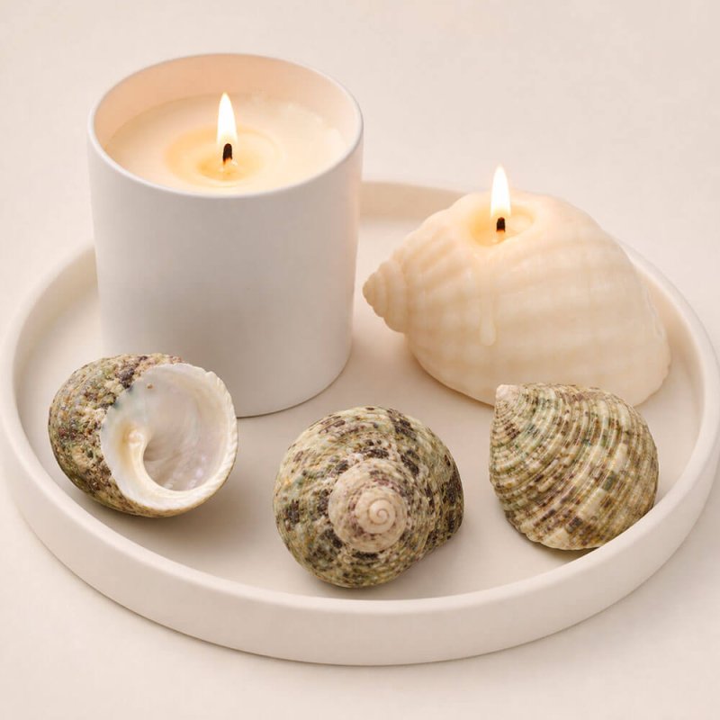 Caracolas de mar turbo sparverius para decorar