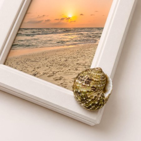 Decoración marina con caracolas de mar turbo sparverius