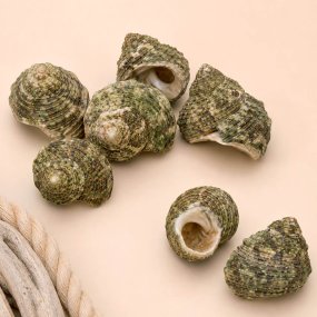 Caracolas a granel, turbo sparverius 1 kg