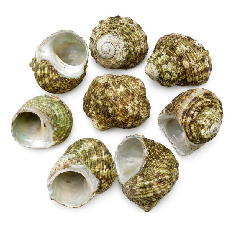 Caracolas de mar turbo sparverius para hacer manualidades