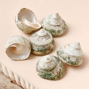 Caracolas a granel, troca 1 kg