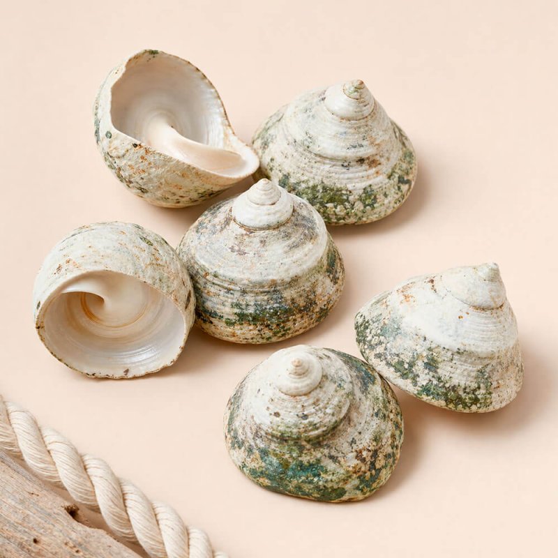 Caracolas de mar troca 1 kg