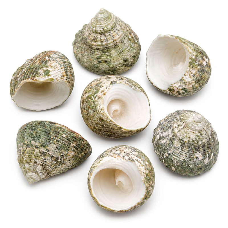 Caracolas de mar troca para decoración