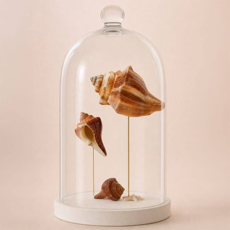 Caracolas de mar melongena para manualidades