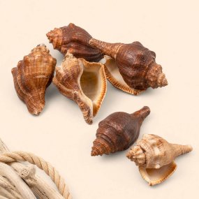 Coquillage de mer melongena 1 kg