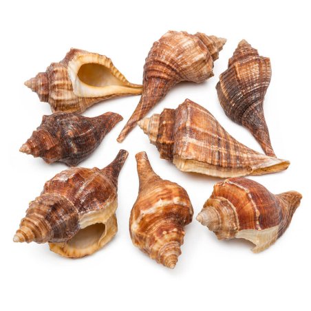 Caracolas de mar melongena para decorar