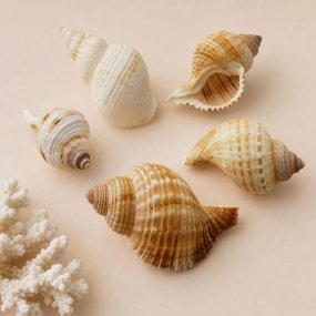 Caracolas a granel, linatella caudata 1 kg