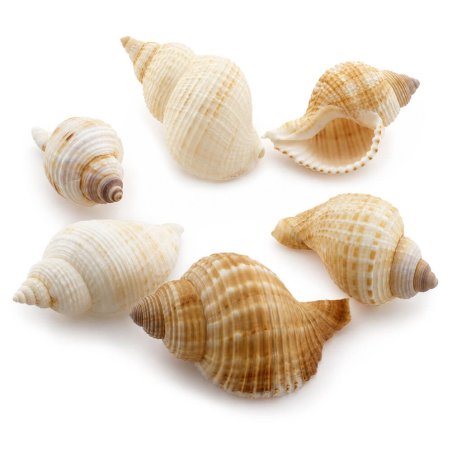 Caracolas de mar linatella caudata para decorar