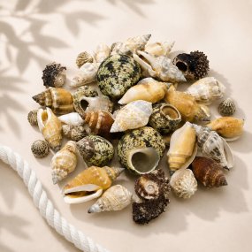 Caracóis e conchas naturais variadas 1 kg