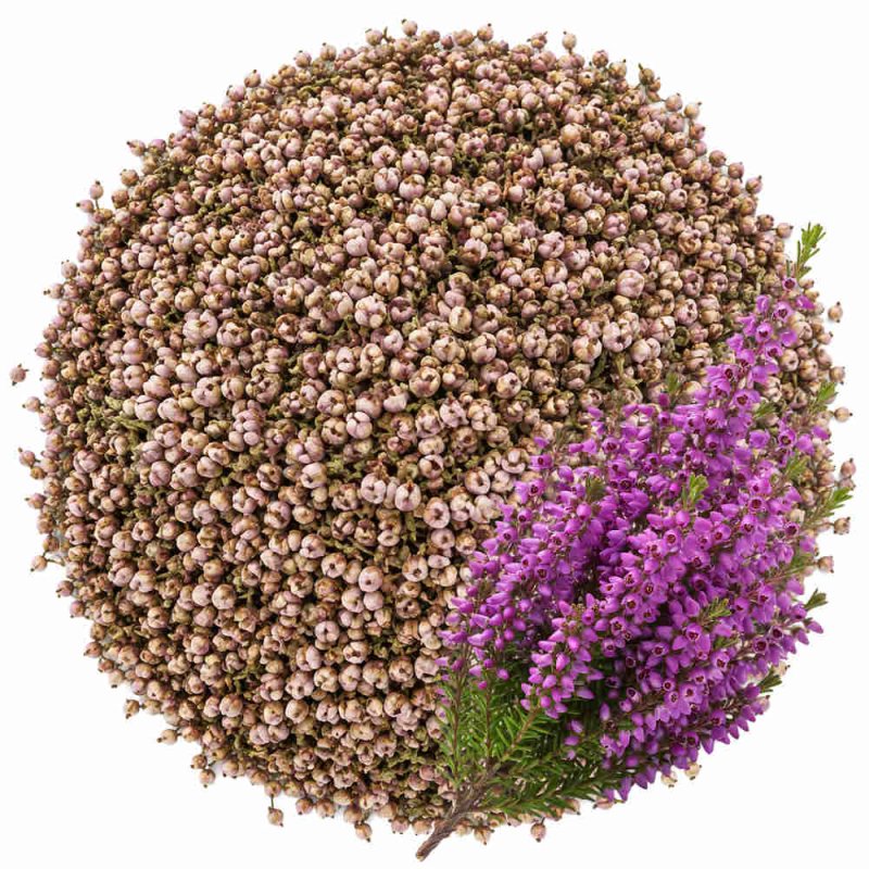 Muestra flores de brezo