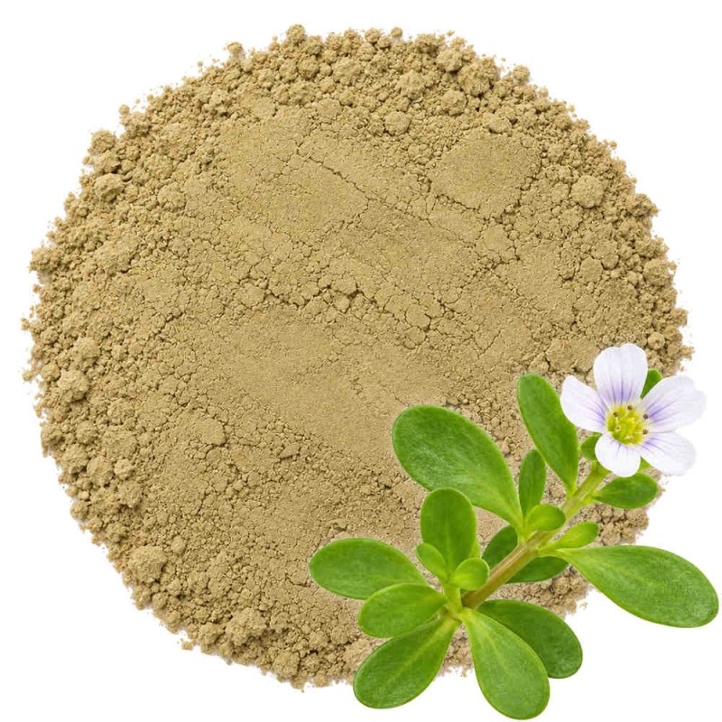 Muestra brahmi en polvo